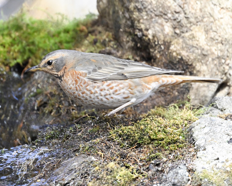 ハチジョウツグミ9139