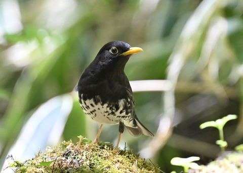 クロツグミ♂5514