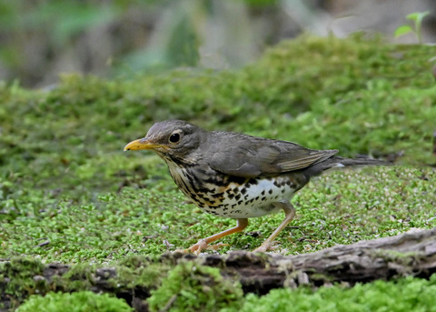 クロツグミ♀1873
