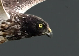 ズグロチュウヒ3000(3178)