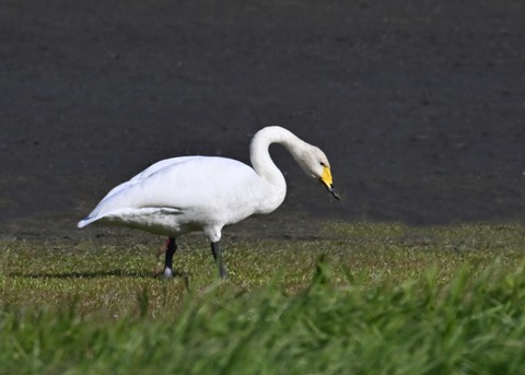 オオハクチョウ8281