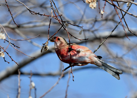 ベニマシコ♂2894