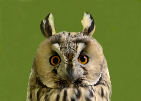 トラフズク♂6000