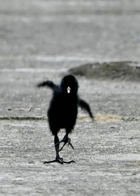 ヒクイナのヒナ4273