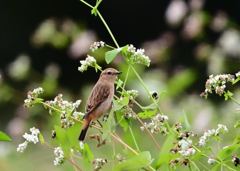ノビタキ♀冬羽4026
