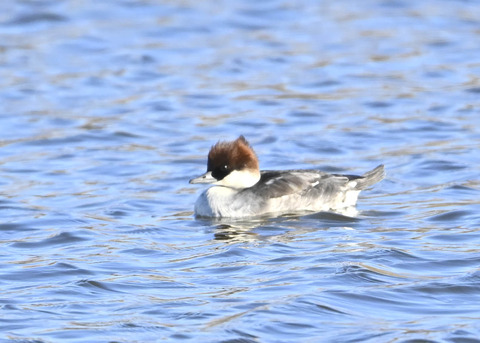 ミコアイサ♀5596