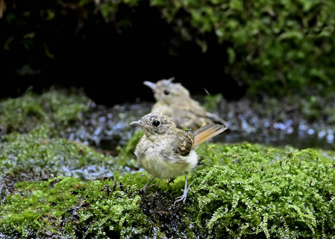 オオルリ♀幼鳥3773