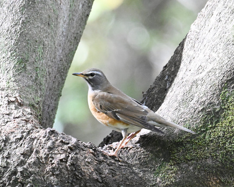 マミチャジナイ4261