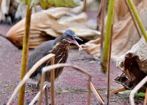 タカサゴクロサギ9836-02○ - コピー