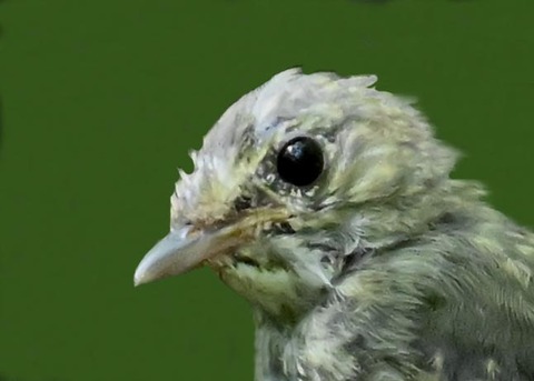 キビタキ幼鳥5002