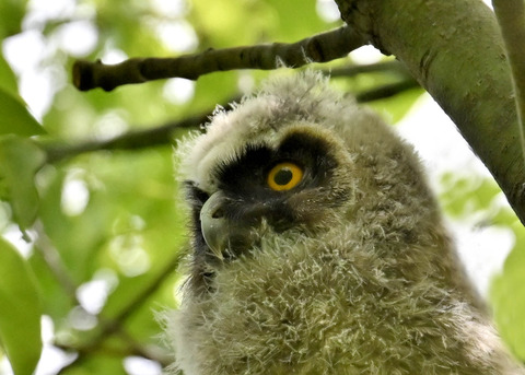 トラフズクのヒナ1303