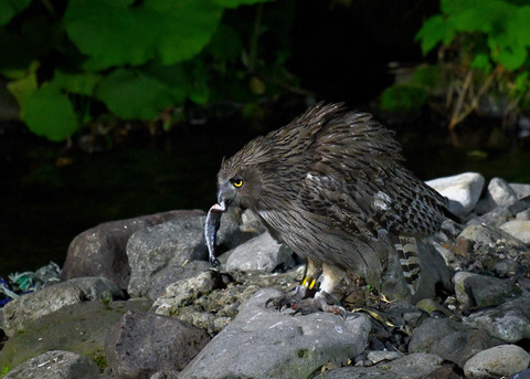 シマフクロウ♀1448