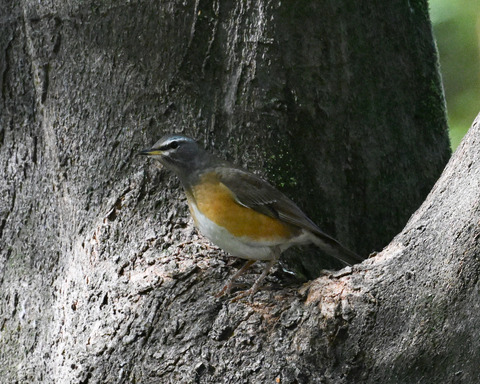 マミチャジナイ0801