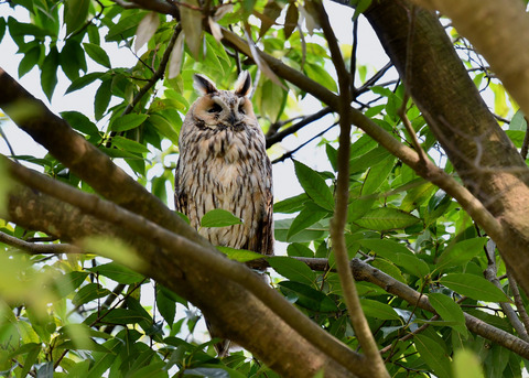 トラフズク♂2253