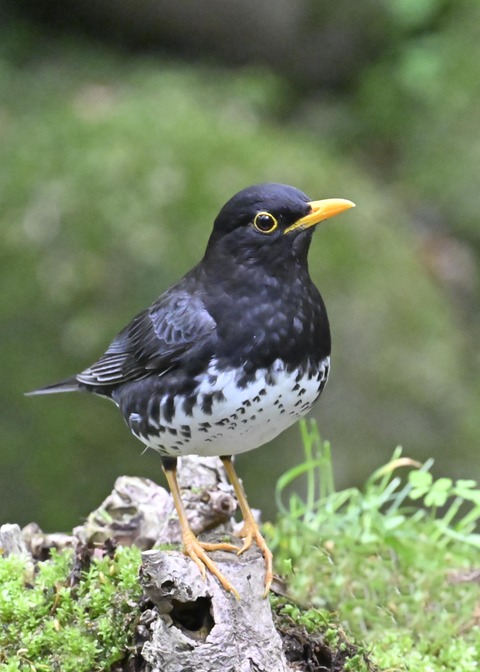 クロツグミ♂3032