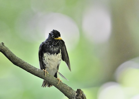 クロツグミ♂0256