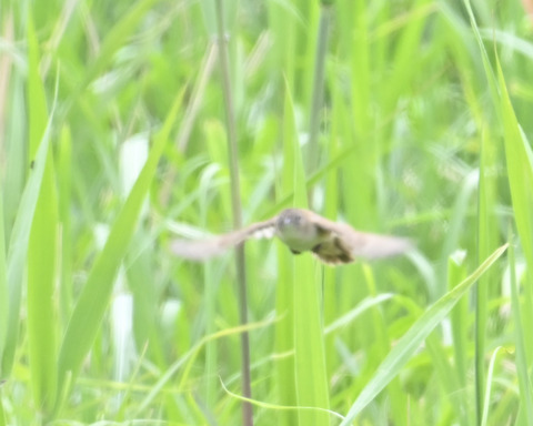 飛ぶオオセッカ8304