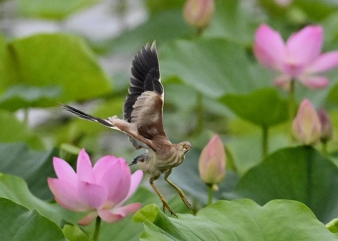 ヨシゴイ♀1207