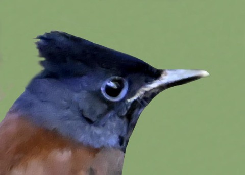 ｻﾝｺｳﾁｮｳ幼鳥0000-04