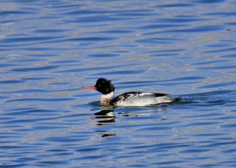 ウミアイサ♂5593