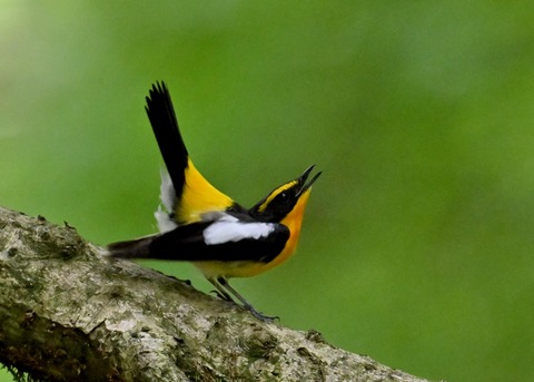 キビタキ成鳥♂5778