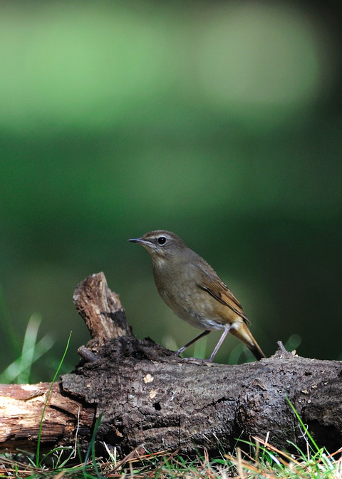 ノゴマ♀3398