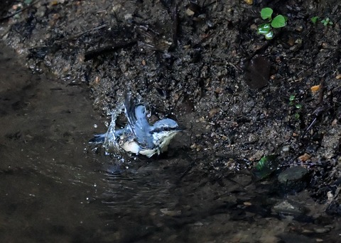 ゴジュウカラ4434