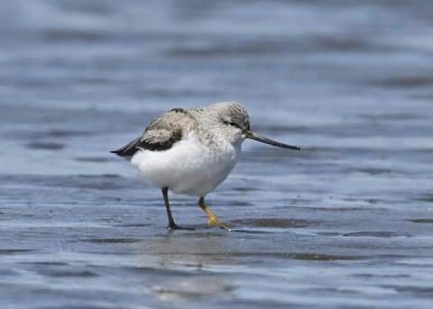 ソリハシシギ3256