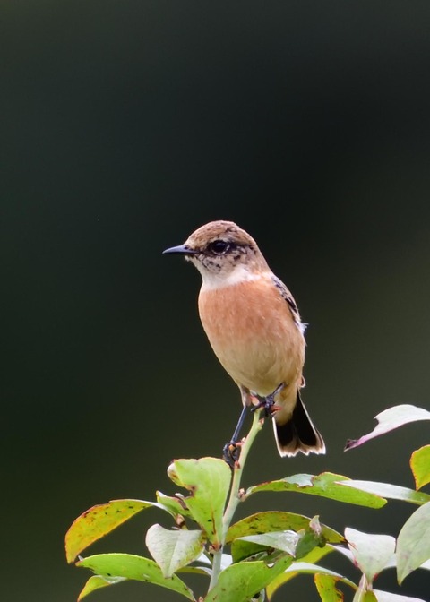 ノビタキ♀冬羽4048