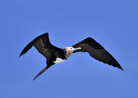 オオグンカンドリ4747