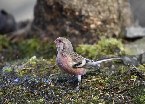 ベニマシコ♂5498