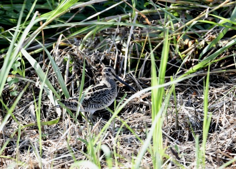 チュウジシギ0120