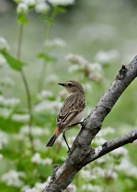 ノビタキ♀6878