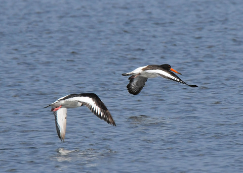 ミヤコドリ0268-02