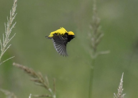 オウゴンチョウ1018○