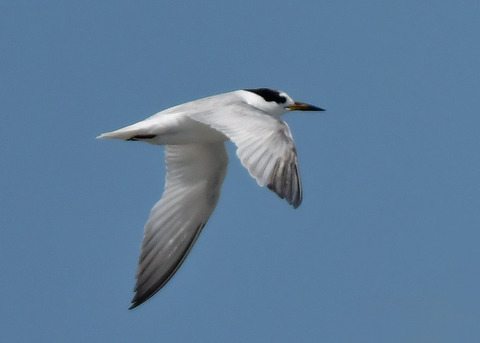 飛ぶ・コアジサシ2710