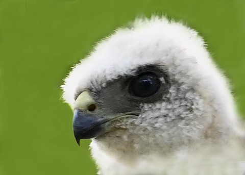 ツミのヒナ8000(8710)