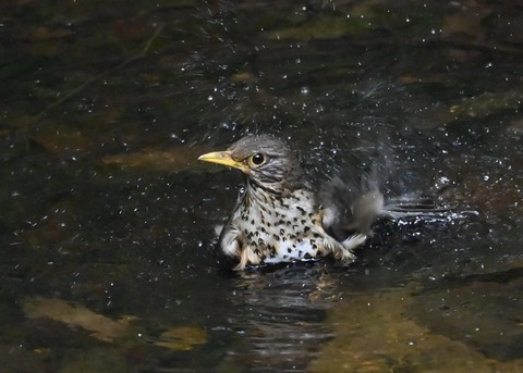 クロツグミ♀6234