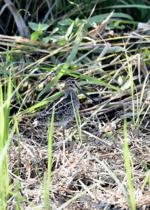 チュウジシギ0143