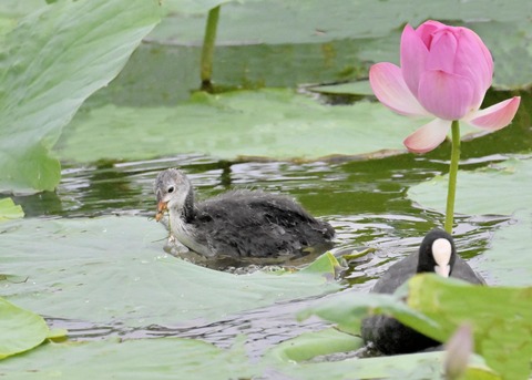 オオバンのヒナ6784