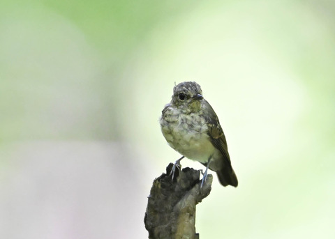キビタキ幼鳥3716