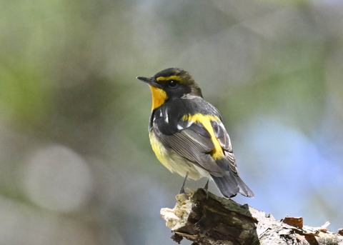 キビタキ♂第一回夏羽3496