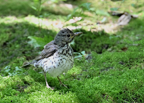 クロツグミ♀幼鳥5366