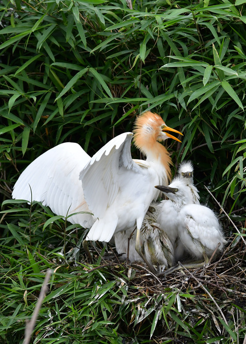 アマサギ7289
