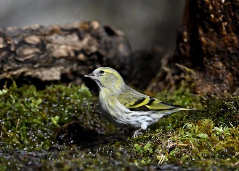 マヒワ♀0379