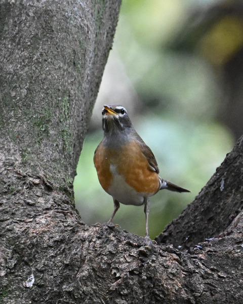 マミチャジナイ2753