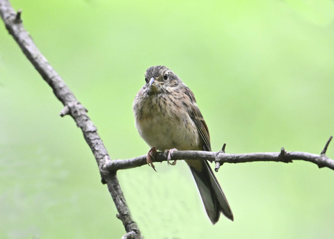 ホオジロ幼鳥3404