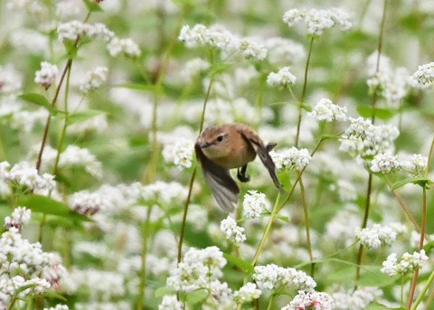 飛ぶ・ノビタキ♀9211