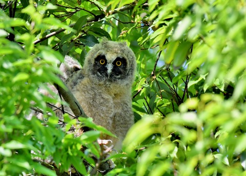 トラフズクのヒナ6234