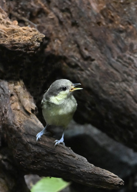 ヒガラ幼鳥0502